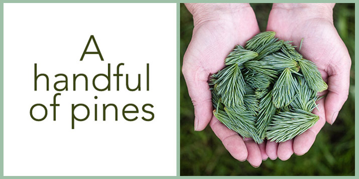 holding green pines between two cupped palms